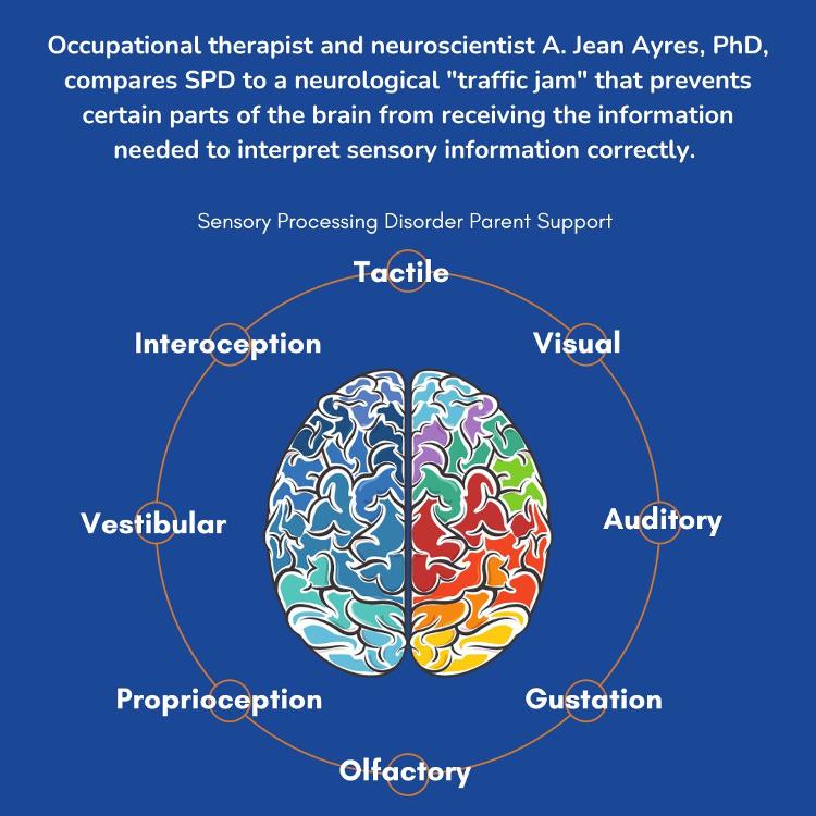Colorful brain with eight senses sensory processing disorder traffic jam Jean Ayres occupational therapist