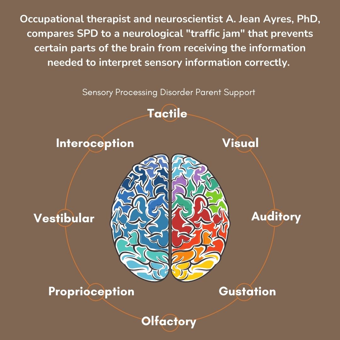 eight senses sensory processing disorder traffic jam Jean Ayres occupational therapist Occupational therapist and neuroscientist A. Jean Ayres, PhD, compares SPD to a neurological 